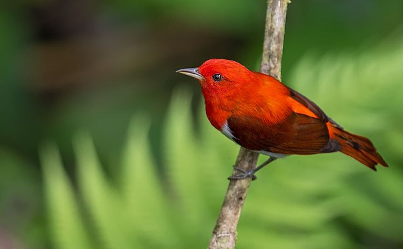 A scarlet tanager