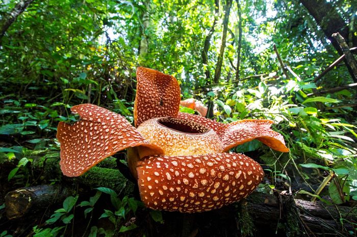 A photograph of Rafflesia, Malaysia's giant parasitic corpse flower, which lacks protected habitat to thrive in. Photo: University of Queensland