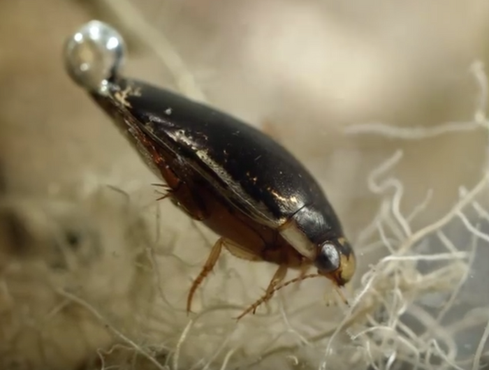 An example of a diving beetle, which brings air bubbles down with it as it hunts under water.