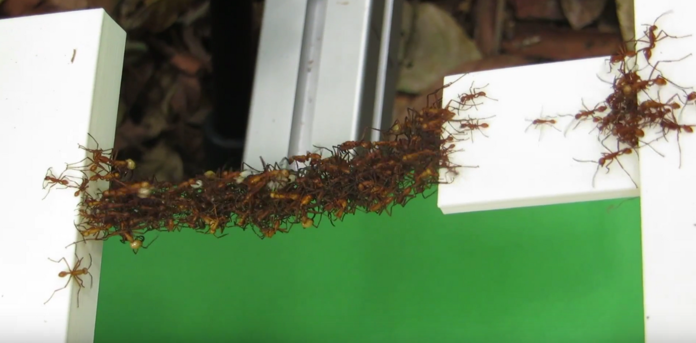 Army ants are seen interlocking with one another to create a bridge.