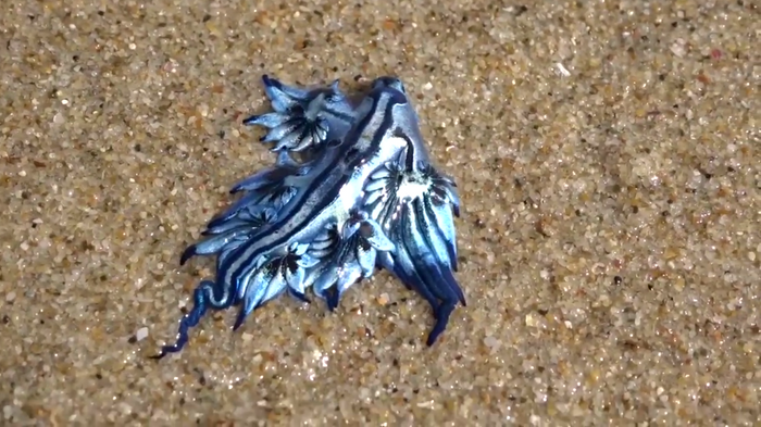 A blue dragon has washed up on an Austalian beach.