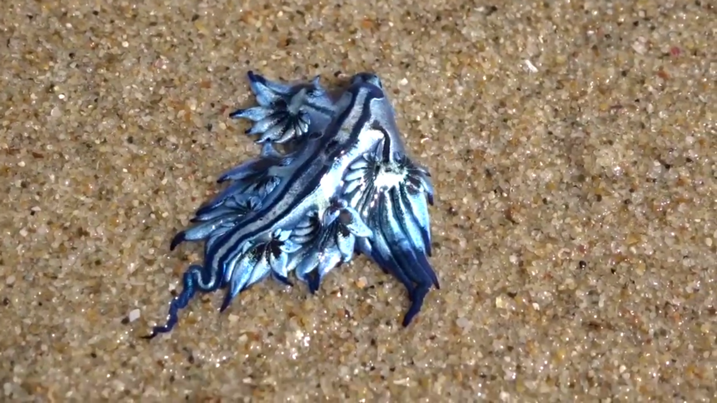 A blue dragon has washed up on an Austalian beach.
