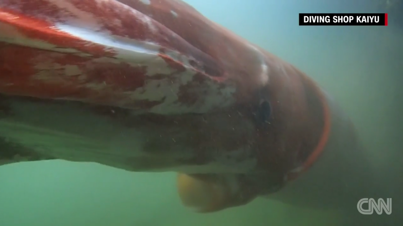 This giant squid was found off the coast of Japan in shallow waters on Christmas Eve.