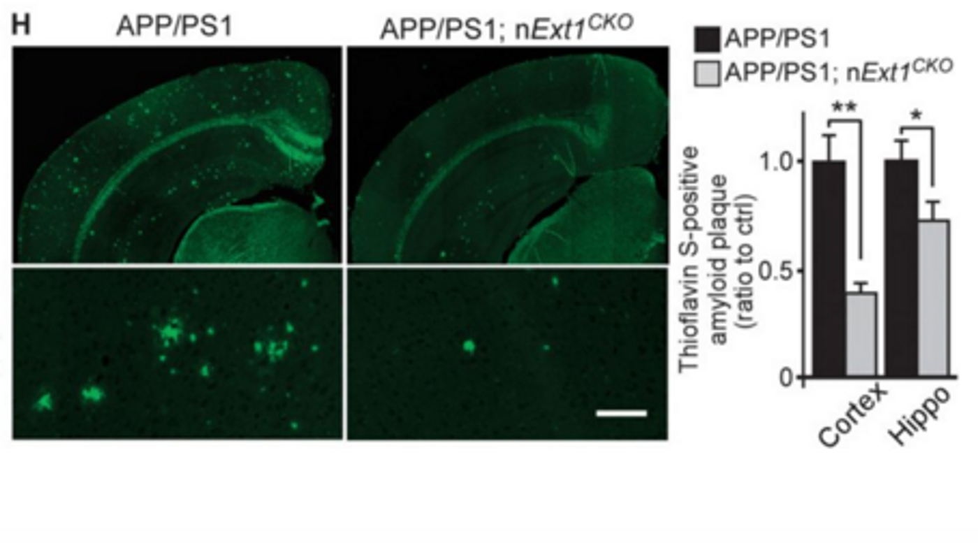 Quantification of Thioflavin-S stained amyloid plaques.