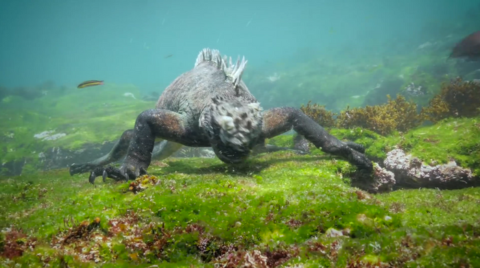 A marine iguana is filmed as it looks for food under water.
