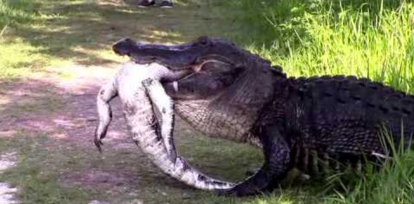A large American alligator was filmed in Florida as it munched on a smaller gator.
