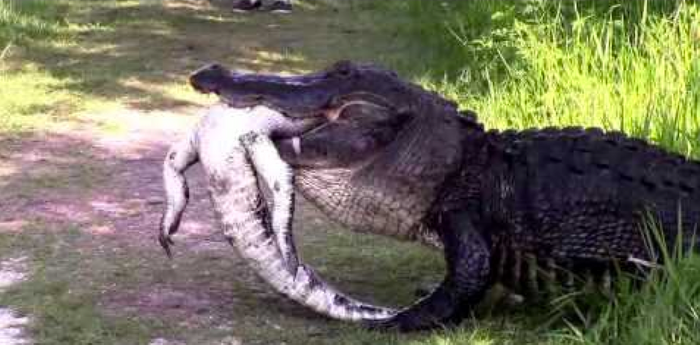 A large American alligator was filmed in Florida as it munched on a smaller gator.