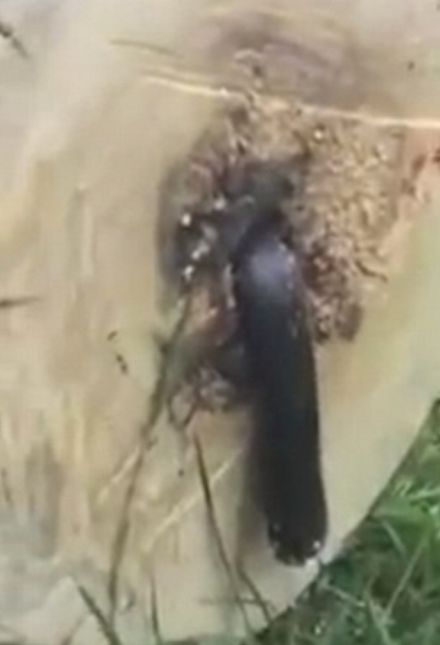 A black snake is found chopped in half while a man cuts a tree trunk in half.