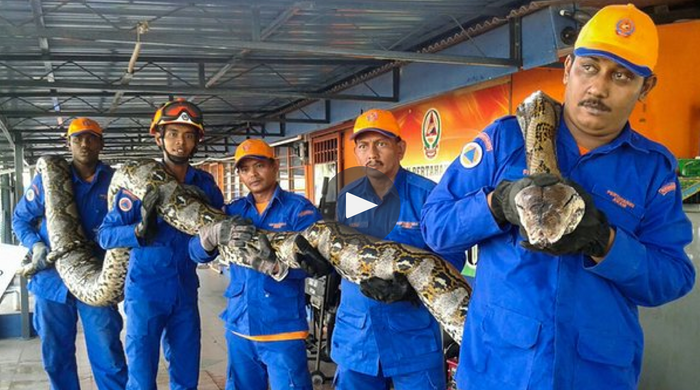 A Malaysian python has passed away just days after its capture.