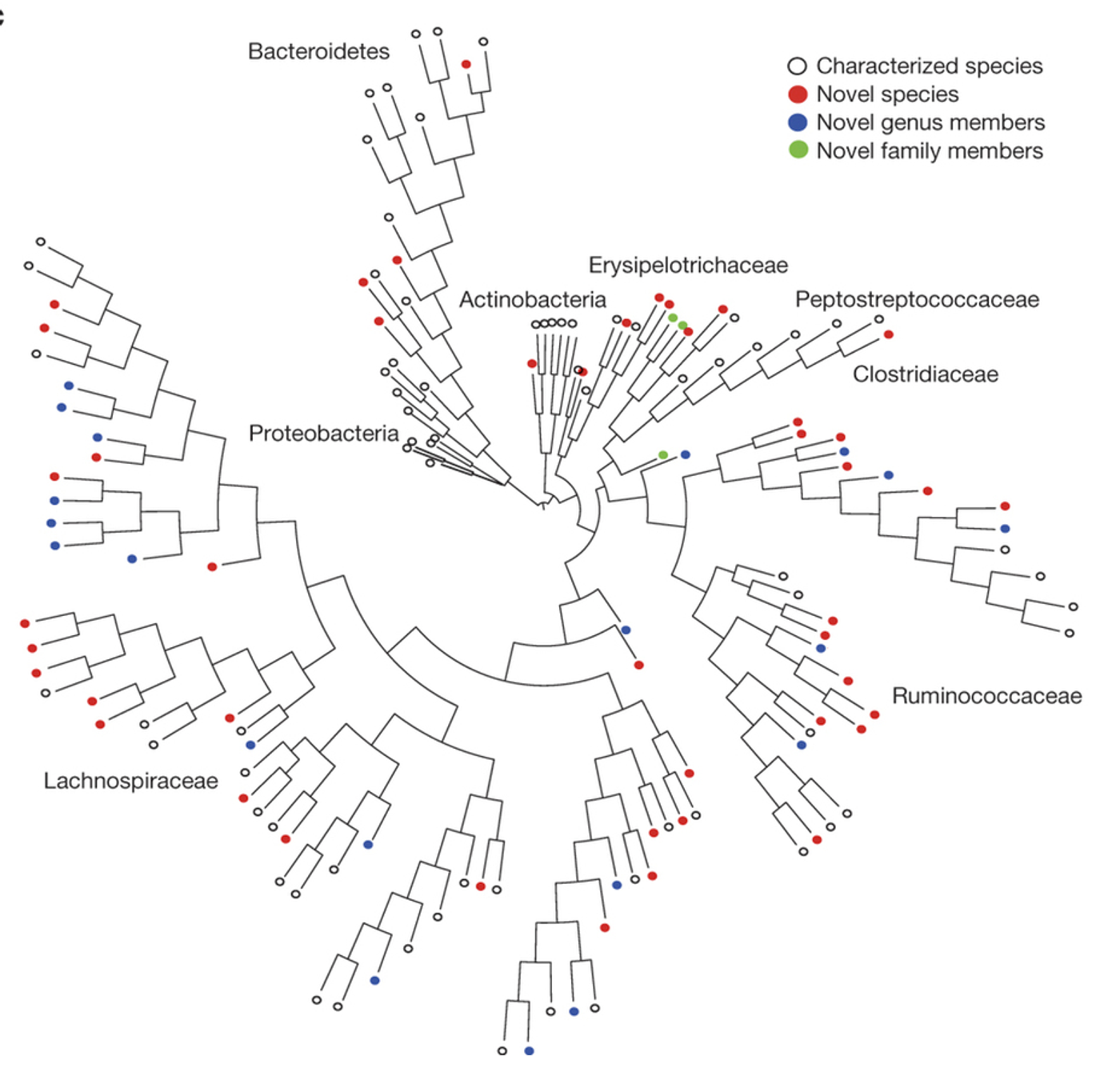 Phylogenetic tree of bacteria cultured from the six donors constructed from full-length 16S rRNA gene sequences. Novel candidate species (red), genera (blue) and families (green) are shown by dot colors. Proteobacteria were not cultured, but were included for context.