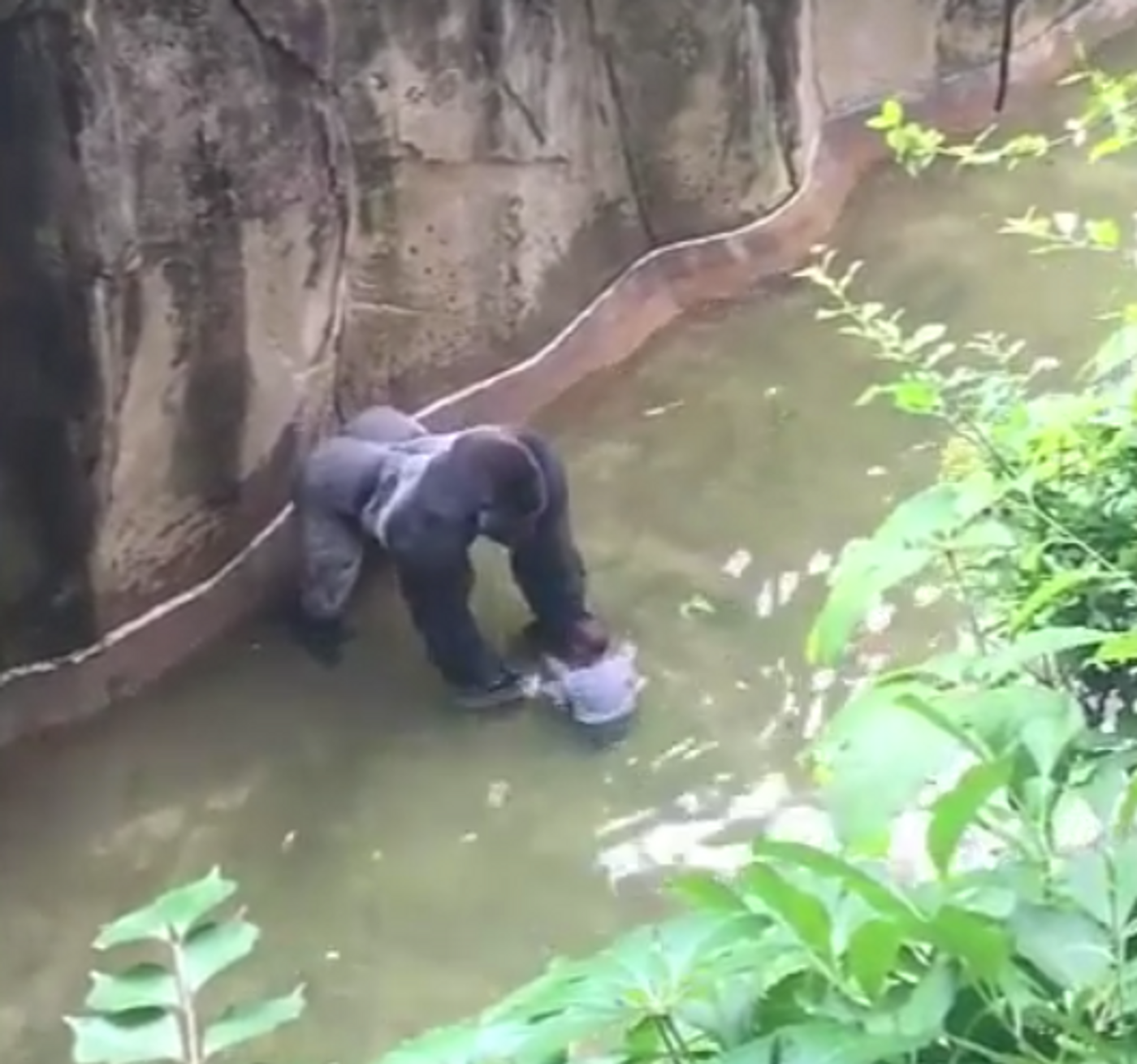 A four-year-old boy somehow ended up inside of Cincinnati Zoo's gorilla enclosure. The gorilla needed to be put down to protect the boy's life.