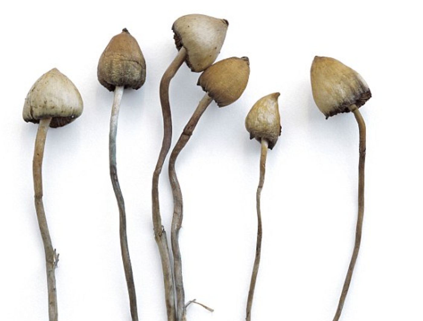 Psilocybin, the active ingredient in magic mushrooms, proves to be an affective combatant against severe depression in a recent U.K.-based clinical trail.