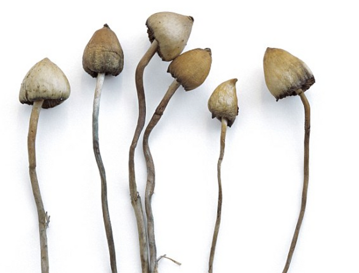 Psilocybin, the active ingredient in magic mushrooms, proves to be an affective combatant against severe depression in a recent U.K.-based clinical trail.