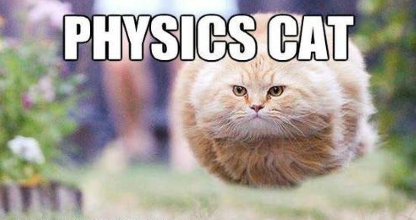 Do cats really understand the laws of physics?