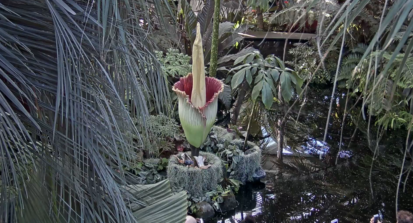 The bloomed corpse flower is making quite the stink in New York.
