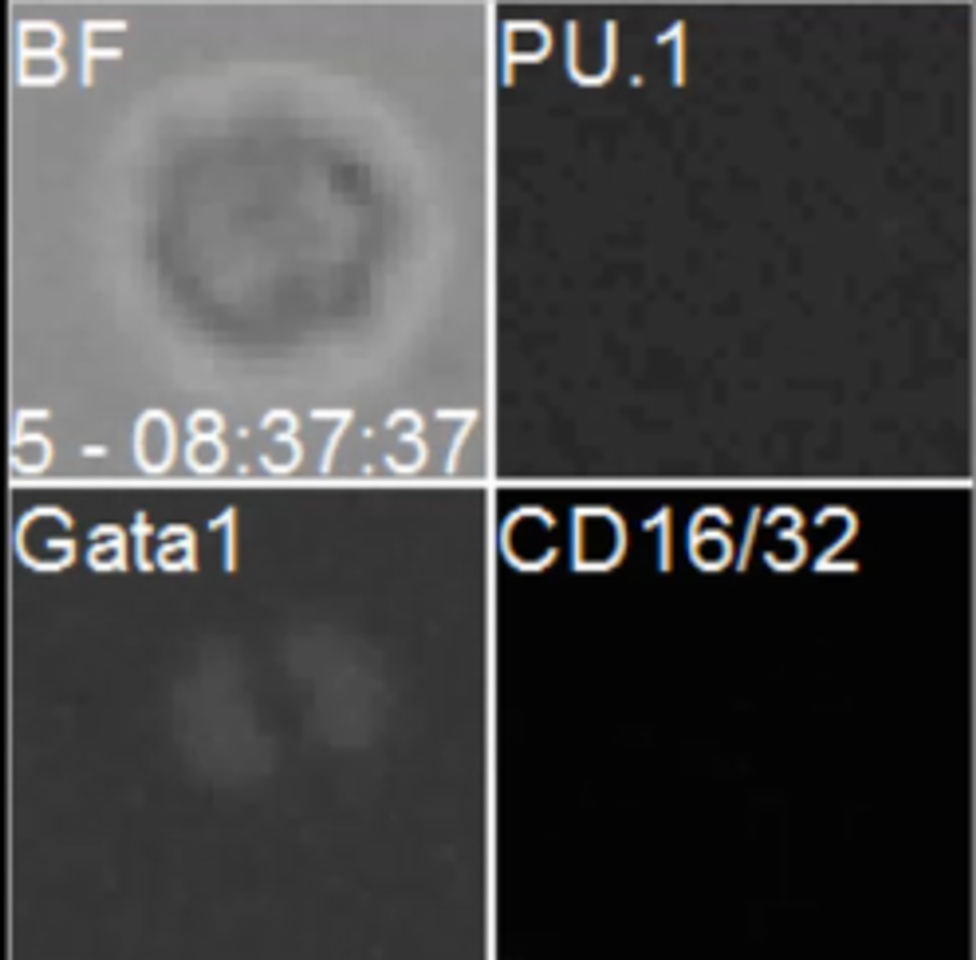 A screenshot of a video that accompanied their publication which displayed their monitoring of single cells. / Credit: Nature