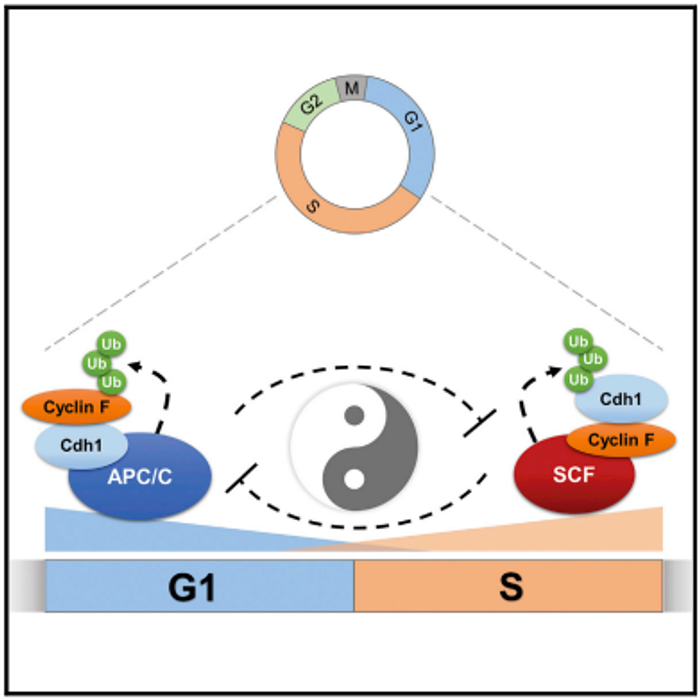 A temporally controlled, double-negative feedback loop between two cell-cycle E3 ubiquitin ligases, APC/C and SCFcyclin F controls APC/C inactivation at the G1/S boundary,  cell-cycle progression and may represent a unique feature of other oscillating systems. / Credit: Cell Reports Choudhury et al