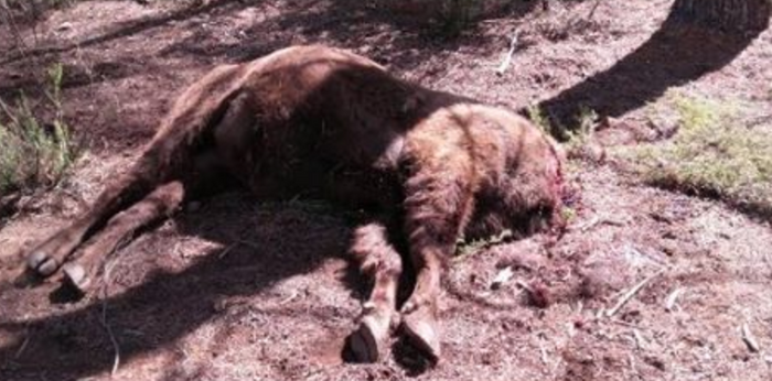 A graphic image of Souron's decapitated carcass at the reserve in Spain.