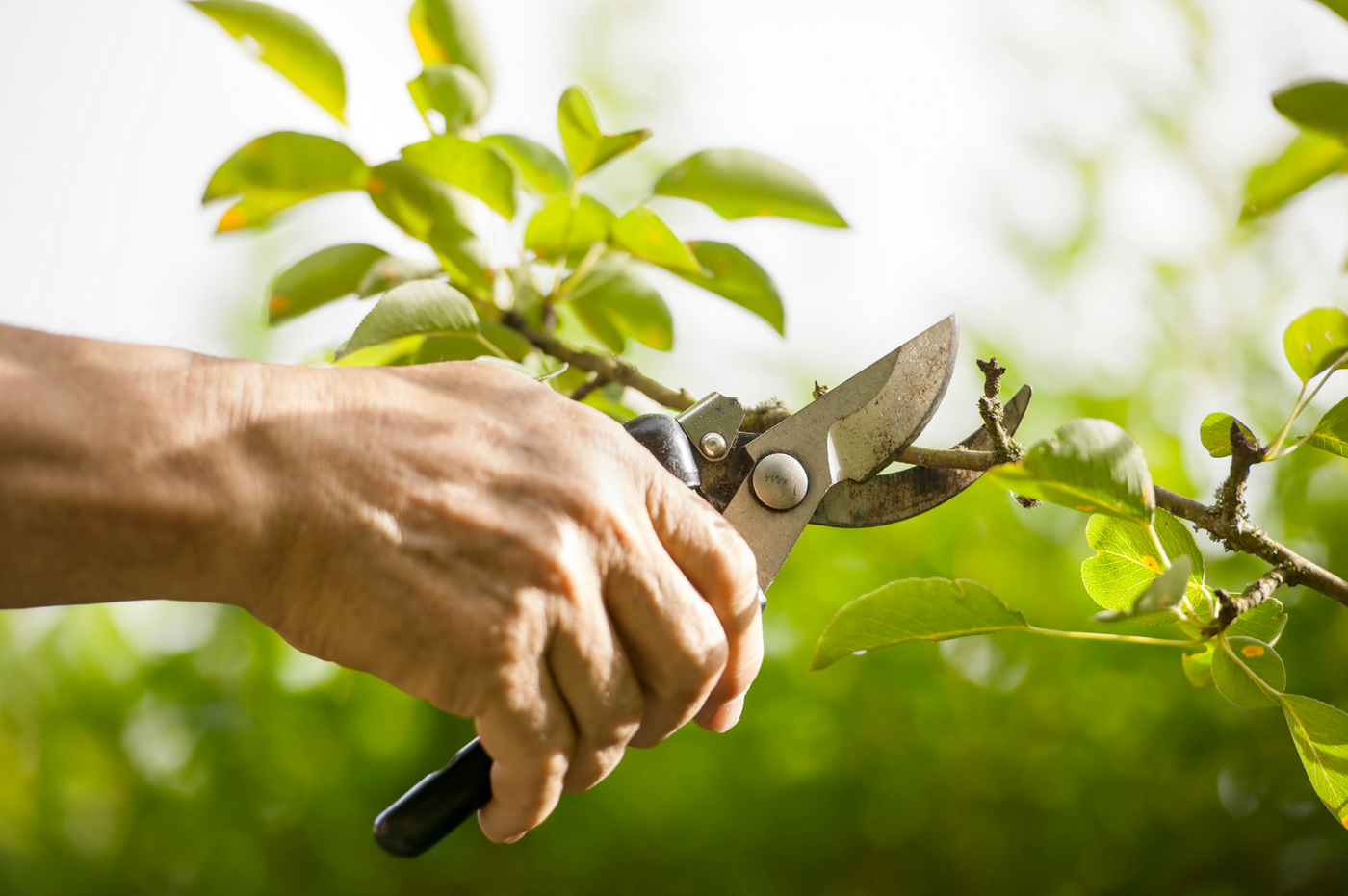 When trees lose limbs to animals, they can detect the saliva and defend themselves.