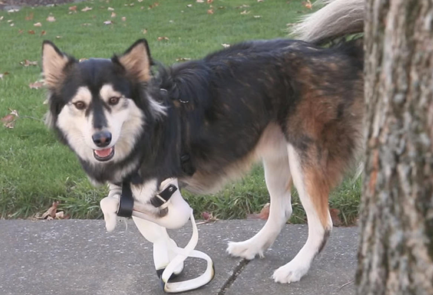 Derby and his new set of 3D-printed legs.