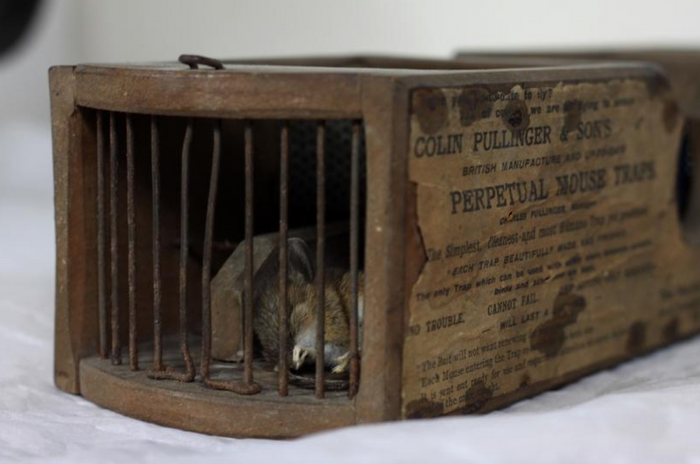 This unsuspecting mouse was captured by a 155-year-old display mouse trap.