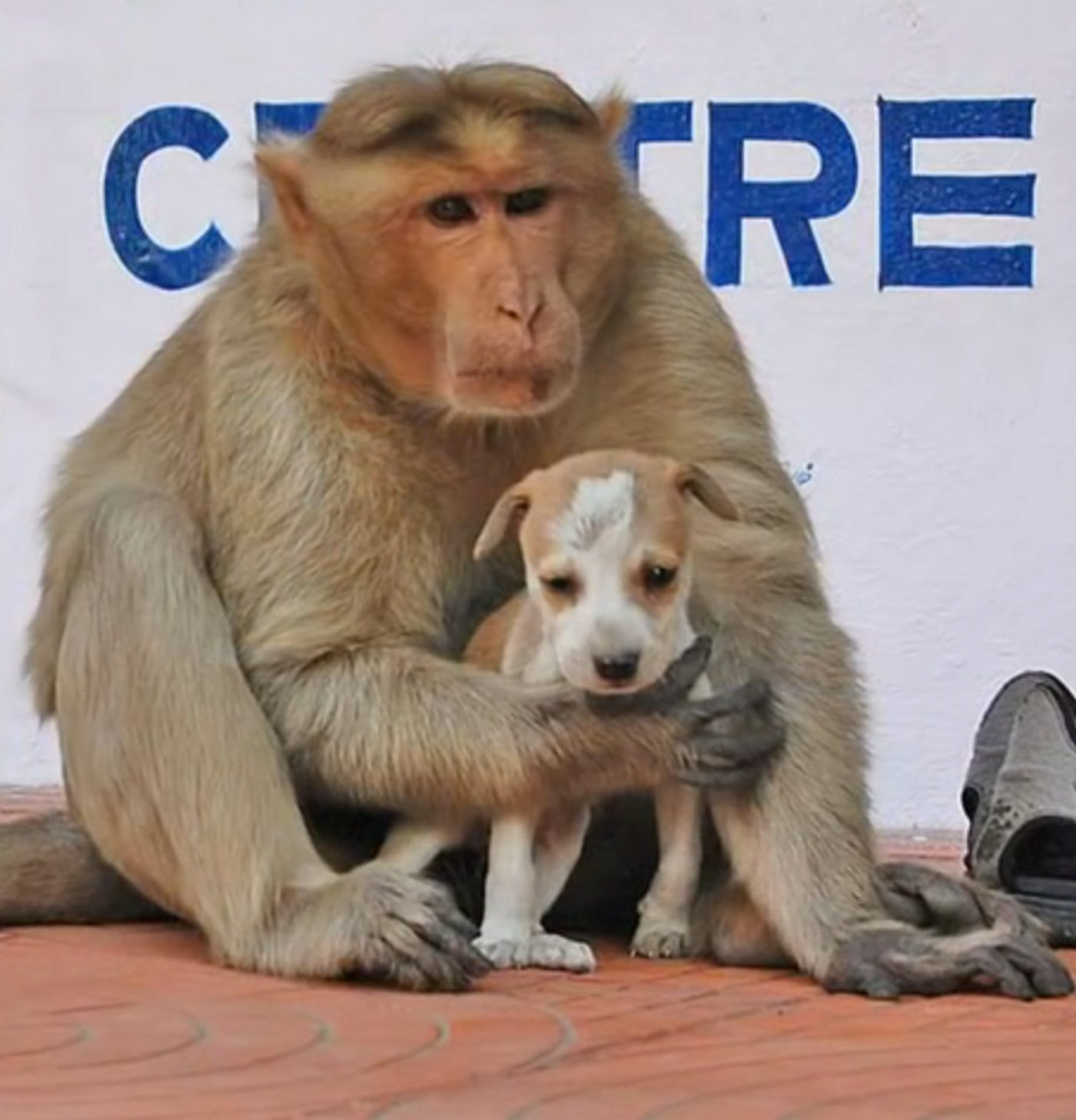 A monkey in India has reportedly adopted a stray dog and is now taking care of it.