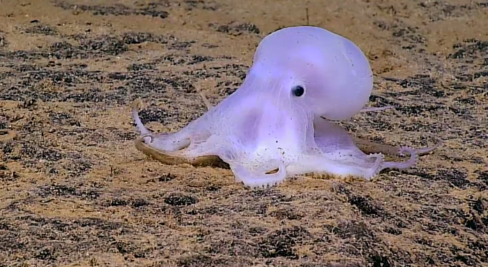 Octopod discovered off the coast of Hawaii may be a new species.