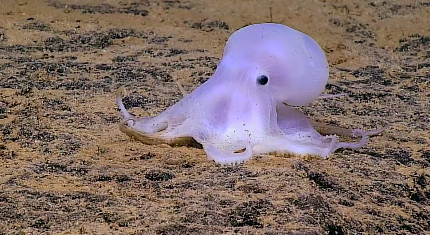 Octopod discovered off the coast of Hawaii may be a new species.