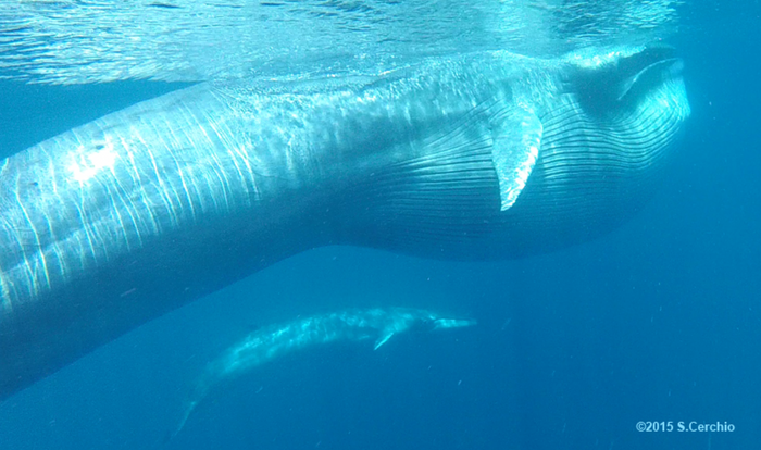 An Omura's whale and her calf in the ocean.