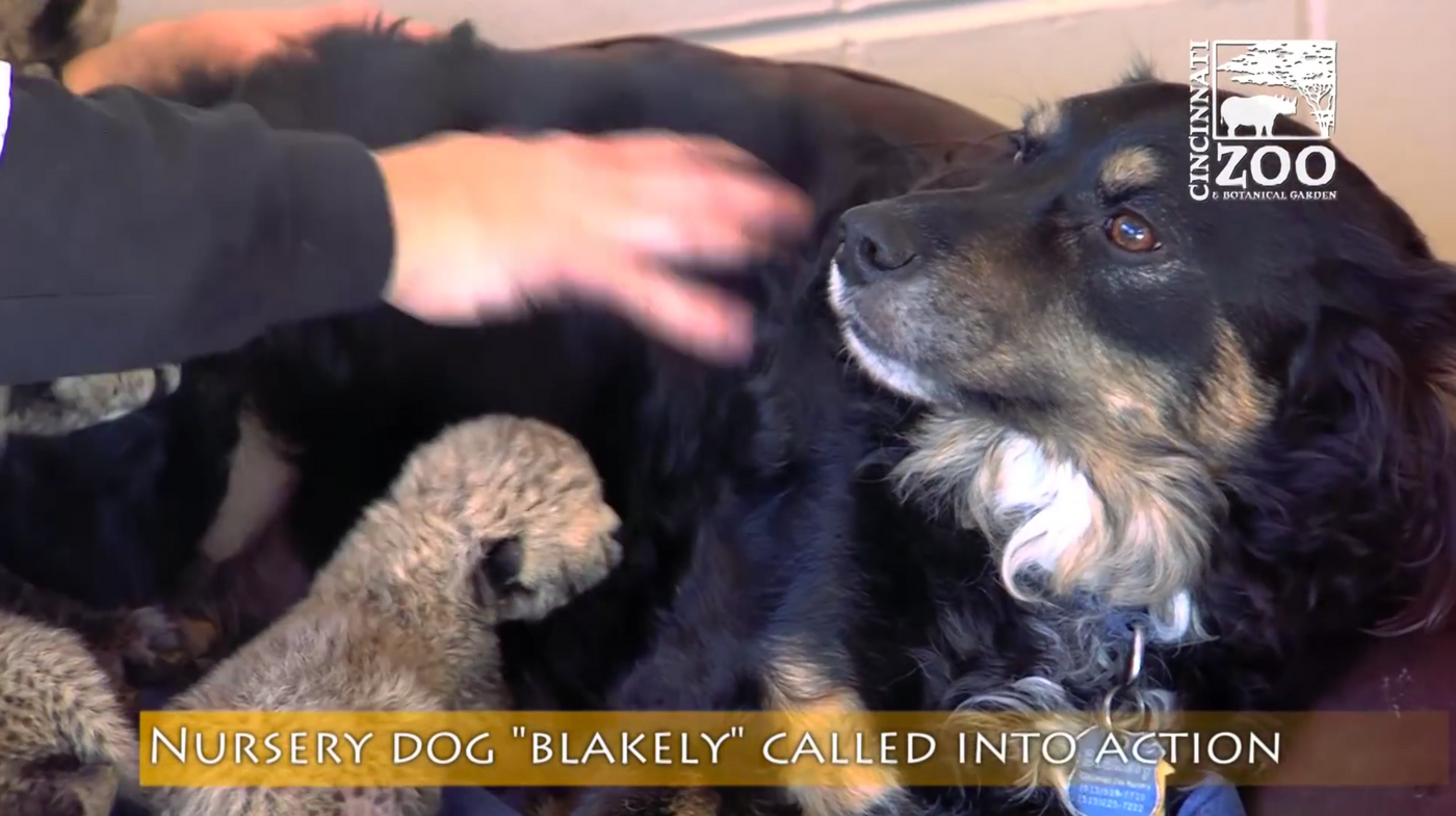 Blakely the nursery dog will be raising 5 cheetah cubs in the Cincinnati Zoo after their mother passed away at child birth.