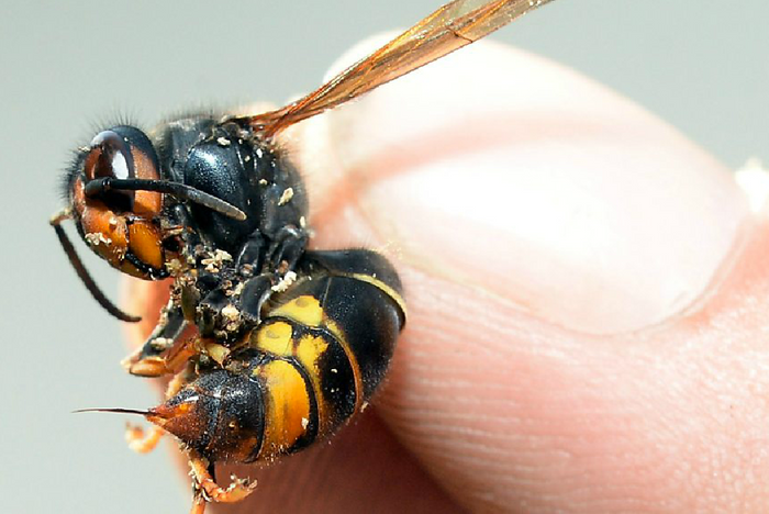The Asian hornet has made its way into Britian and now threatens honeybee populations.