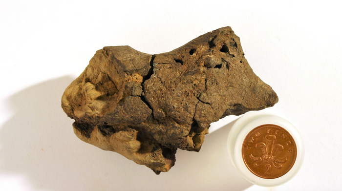The chunk of dinosaur brain fossil.