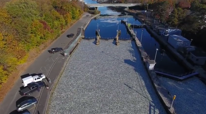 Thousands of dead fish are seen floating atop this canal waterway in New York.