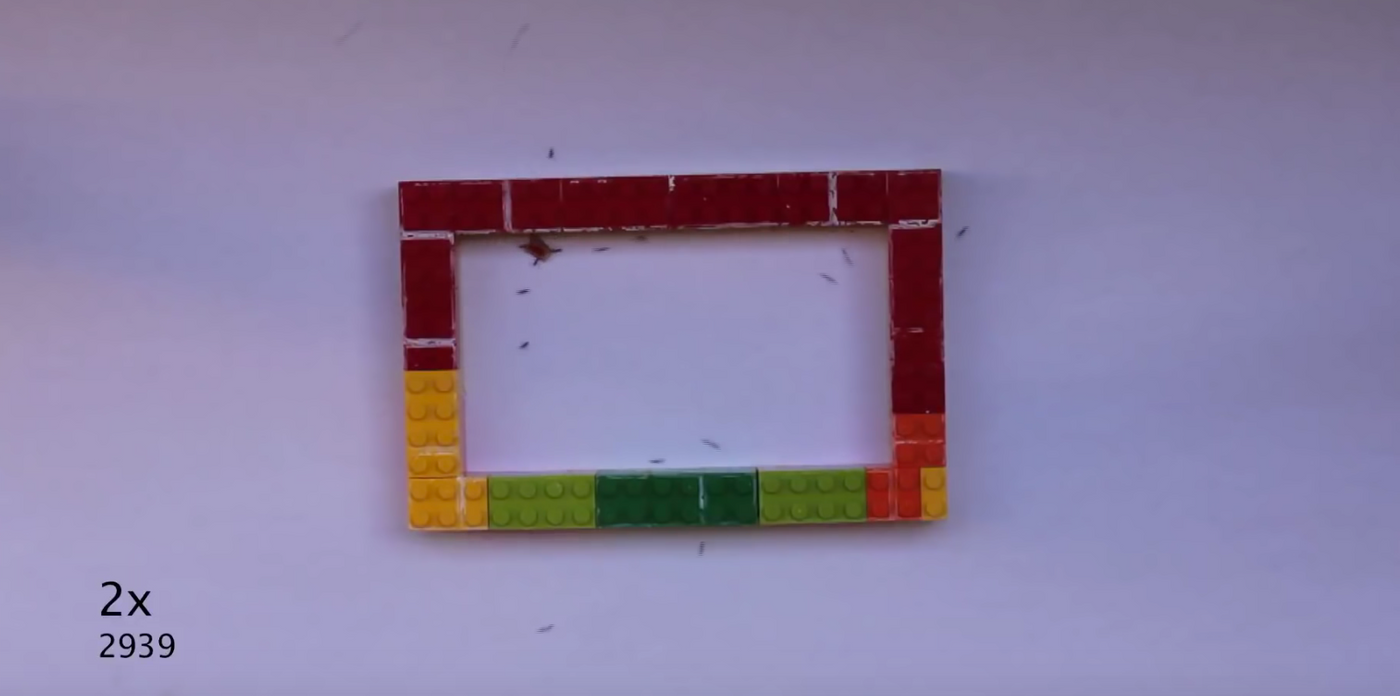 The ants are seen inside the lego walls for the experiment designed to keep them from getting to the colony with their food.