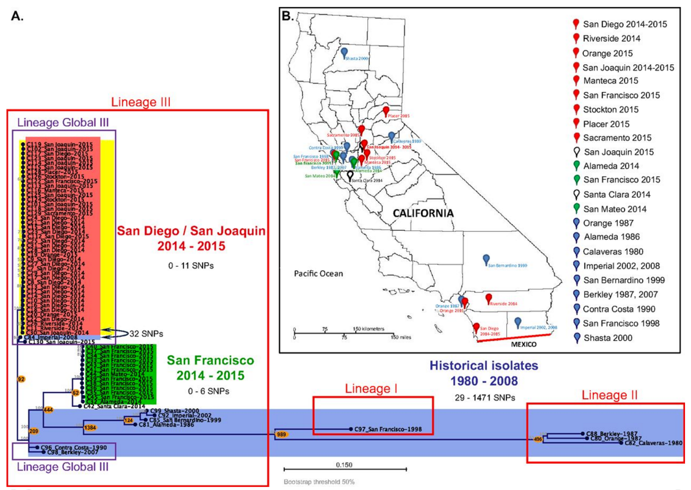 Local and global phylogeny of CA genome-wide hqSNP differences between STX1-producing S. sonnei isolates from the San Diego and San Joaquin outbreak, STX-negative S. sonnei isolates from the San Francisco outbreak, and historical isolates from California. Isolates from the San Diego/San Joaquin (SDi/SJo) outbreak (red), isolates from the San Francisco (SFr) outbreak (green), historical isolates (blue), and STX-positive isolates (yellow) are indicated by background colors. / Credit: mSphere Kozyreva et al 2016