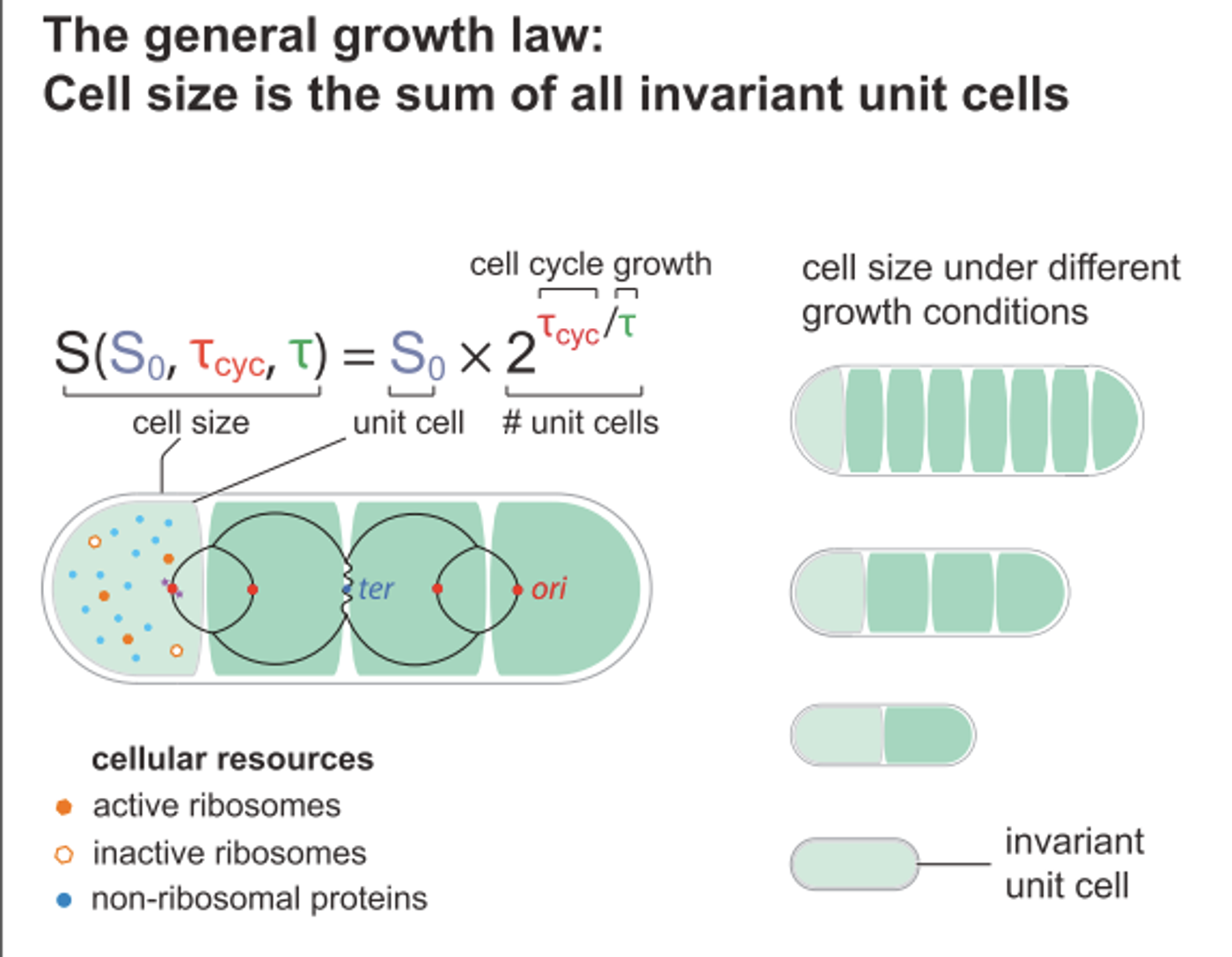 Graphical abstract, Si et al Current Biology 2017 - a "quantitative coordination principle of bacterial cell size control under any growth condition"