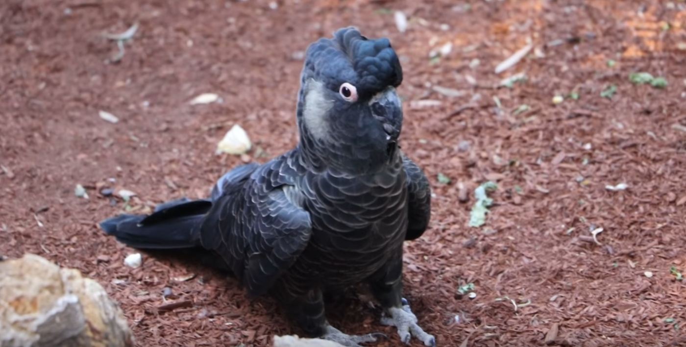 Meet the Carnaby's cockatoo that receive a feather transplant to fix its injured wings.