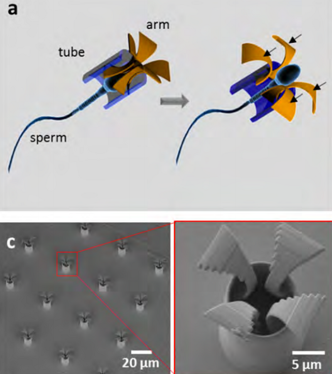  (a) Schematic of the sperm-hybrid micromotor and sperm release process. Black arrows = the reactive force on the arms upon hitting an obstacle. (c) SEM images of an array of printed tetrapod microstructures. / Credit: Medical Physics 