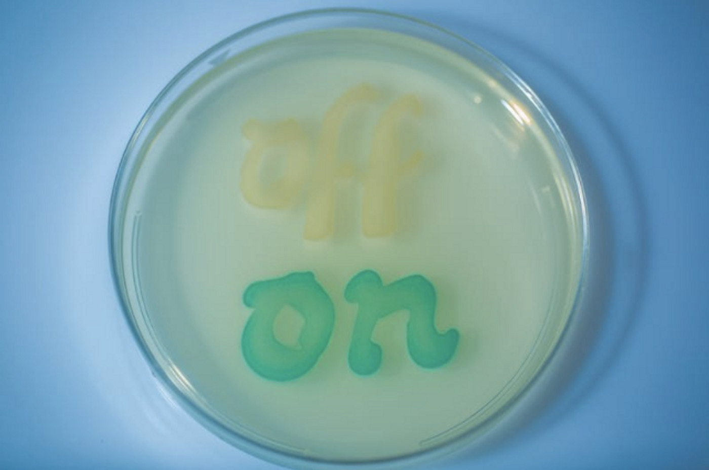 Engineered bacteria not exposed to inflammation don't turn on a memory circuit and so remain colorless. When tetrathionate is present, the memory circuit turns on, the engineered bacteria color blue. / Credit: Wyss Institute and Harvard Medical School.