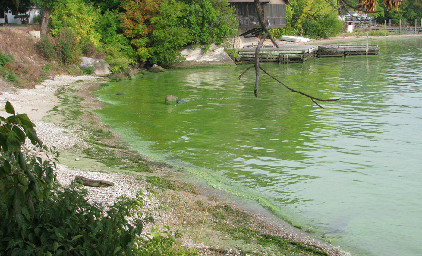In this image from NOAA, a harmful algae bloom is seen at Kelley's Island, Ohio - Lake Erie in September 2009.