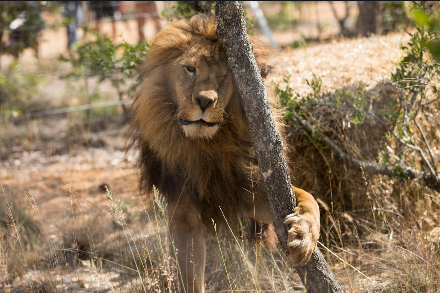 A lion at the animal sanctuary.