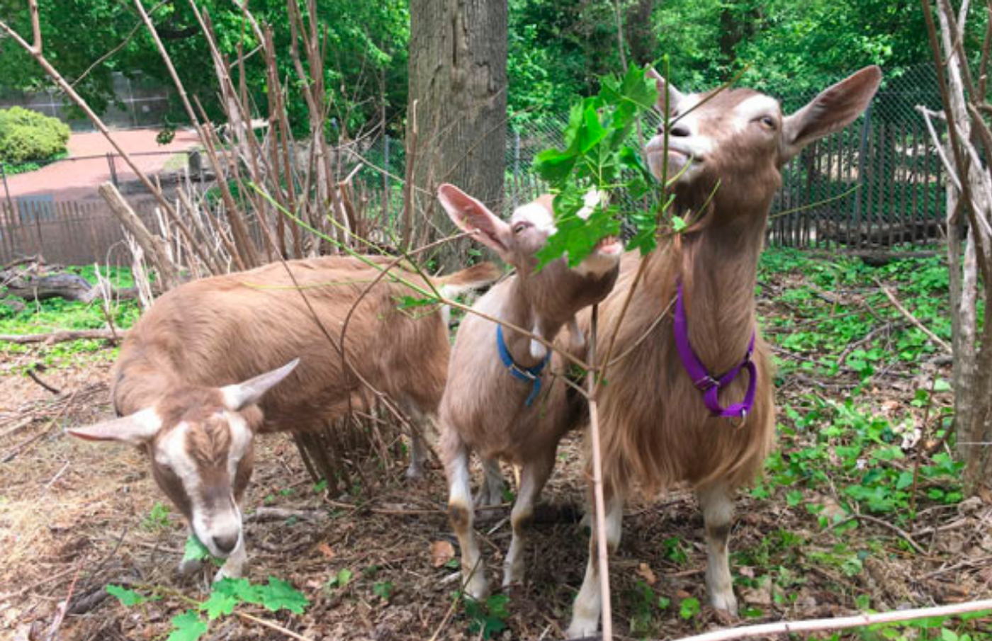 Three of the employed goats at Brooklyn's Prospect Park pose for a picture.