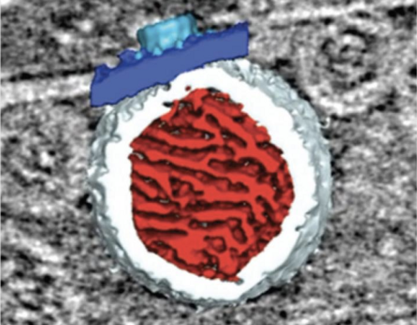 Pictured is a 3-D rendering of a virus RNA replication spherule. The mitochondrial outer membrane is in dark blue, the spherule membrane in white, the interior spherule RNA density in red, and the spherule crown aperture in light blue. / Credit: UW-Madison