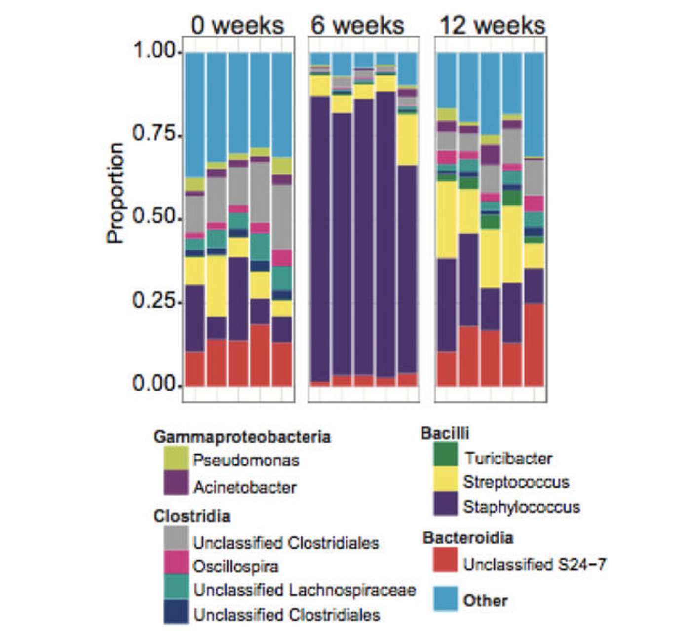 An infection with the Leishmania parasite dramatically altered the skin microbiome in mice, according to a new study. / Credit: UPenn News/ Cell Host & Microbe