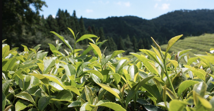 Green tea plantation / Credit: Pixabay