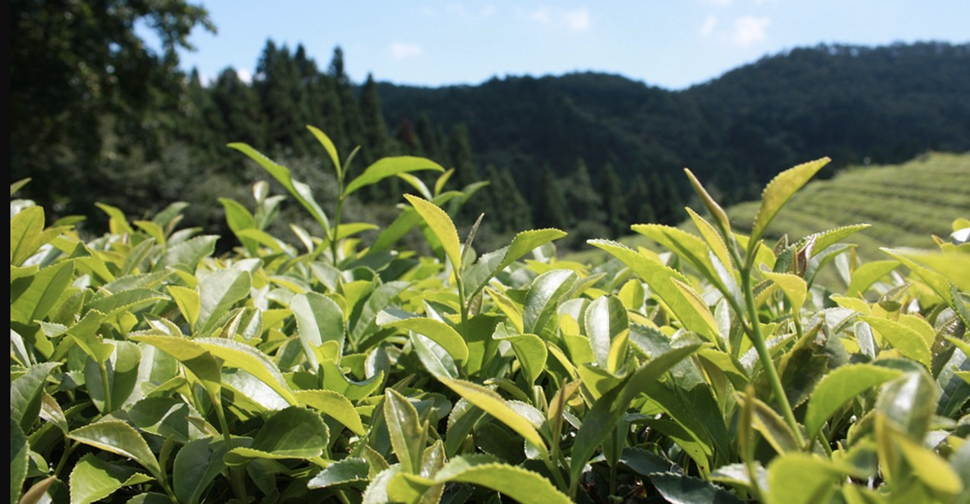 Green tea plantation / Credit: Pixabay
