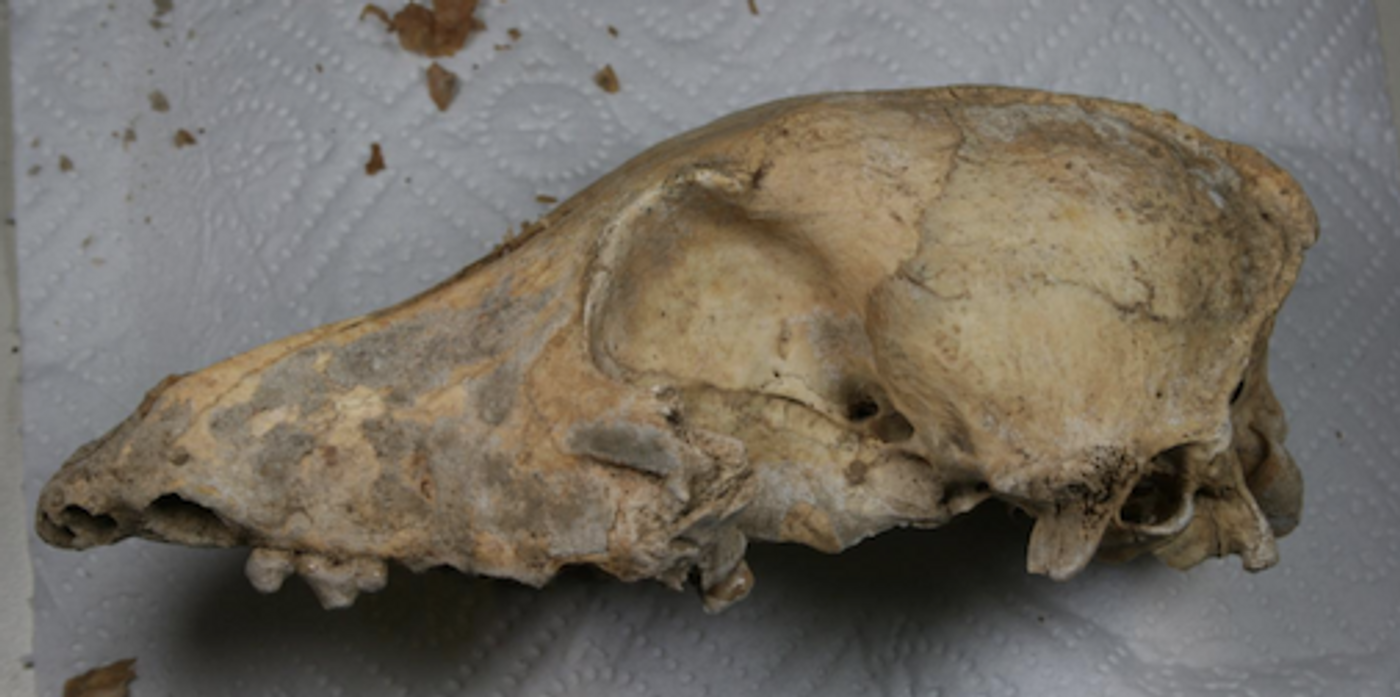 The skull of the 4,700-year-old Neolithic dog found in the Kirschbaumhöhle (Cherry Tree Cave) in the lab, shortly before the animal's entire genome was sequenced. / Credit: photo/©: Amelie Scheu, Johannes Gutenberg University Mainz
