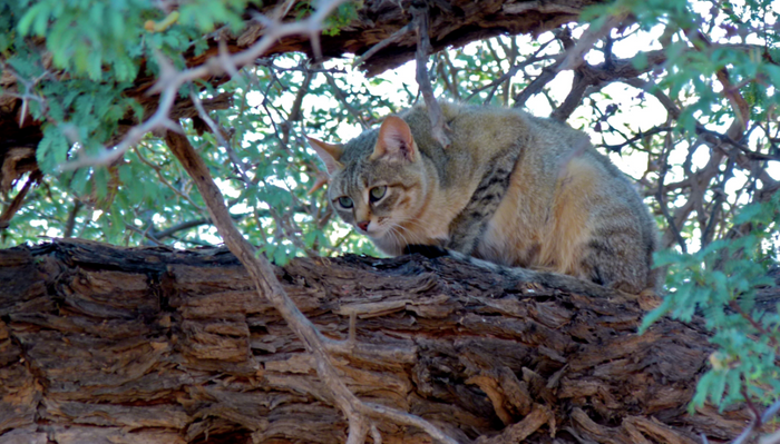 Auob Riverbed, Kgalagadi Transfrontier Park, South Africa - African Wild Cat - Felis lybica / Credit: WikimediaCommons/Bernard Dupont