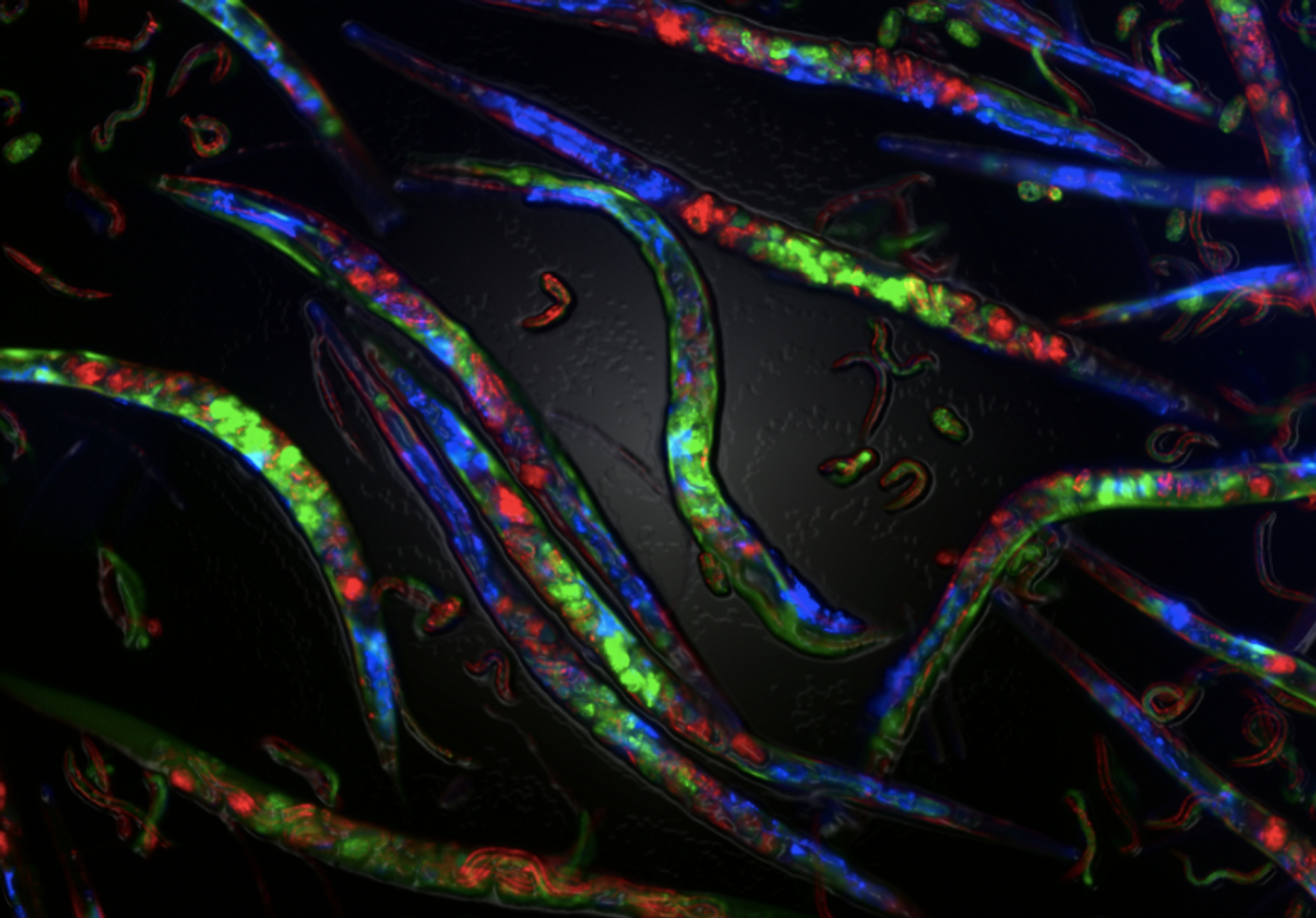 Adult C. elegans worms can be seen with embryos inside them. CREDIT Adam Klosin, CRG