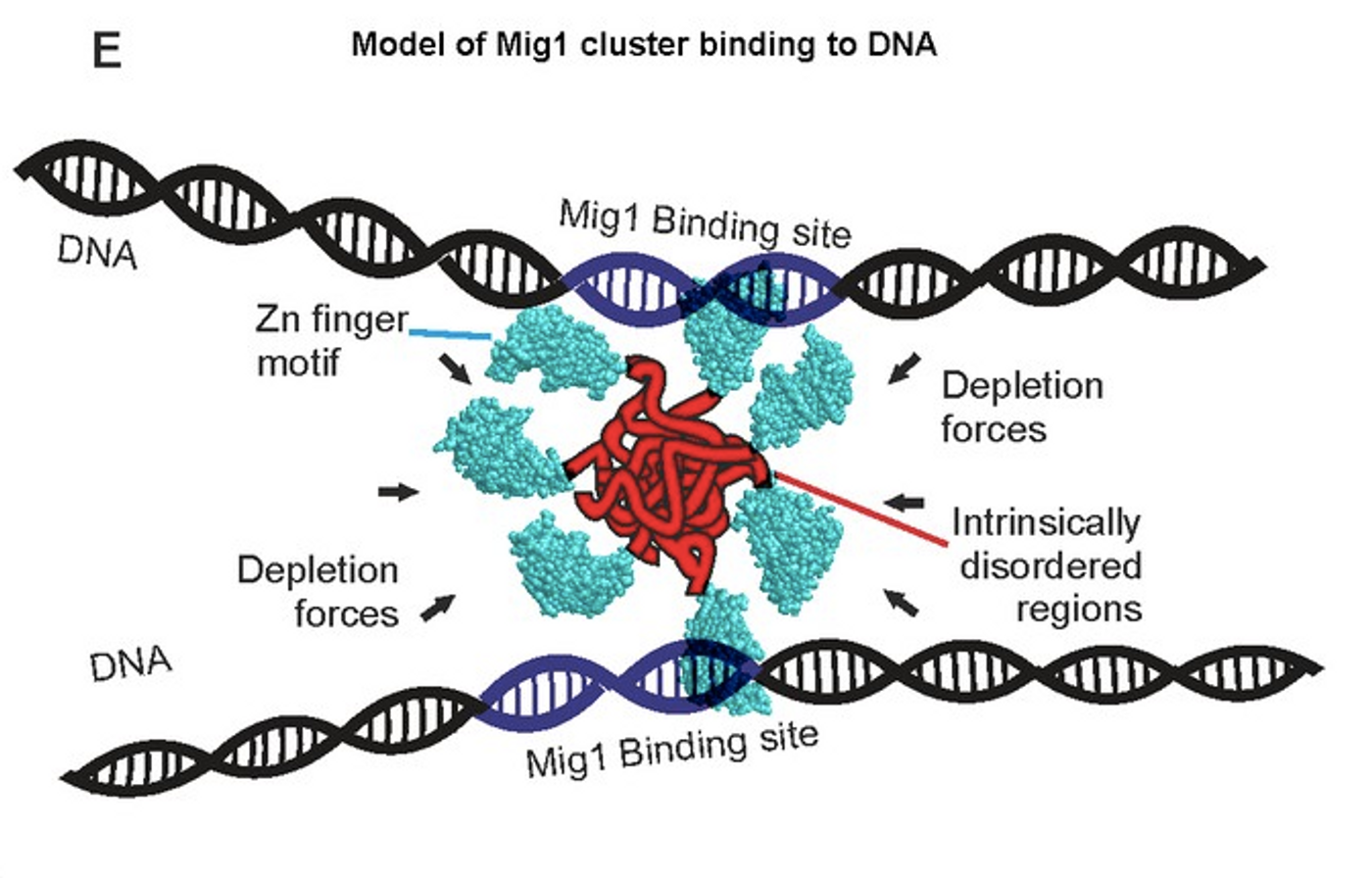 Schematic of depletion-stabilized Mig1 cluster bound to multiple promoter targets (Zn finger PDB ID: 4R2E). / Credit: eLife Wollman et al